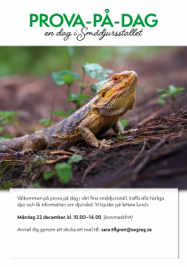 Läs mer om artikeln Prova-På-Dag i Smådjursstallet